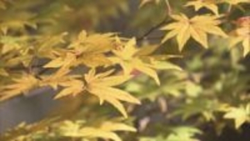 今年は燃えるようなオレンジ色鮮やかに　水面に映る色づいた山々　大町市の青木湖　紅葉見頃【長野】