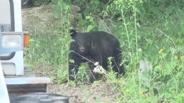 小学校や大学の周辺で…クマ目撃相次ぎ松本市の小中学校3校が臨時休校に【長野】