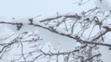 軽井沢で9センチ　上田市菅平で7センチの積雪　大北地域や乗鞍上高地地域の積雪の多い傾斜地は雪崩に注意を【長野】