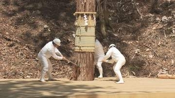 【伊勢神宮の式年遷宮】長野・上松町で仮御樋代木を伐採…3つの方向から同時に斧を入れる「三ツ紐伐り」