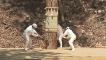 【伊勢神宮の式年遷宮】長野・上松町で仮御樋代木を伐採…3つの方向から同時に斧を入れる「三ツ紐伐り」