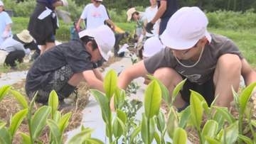 「おいしくなぁれ！」児童が貴重な体験　伊那市の小学生がお茶の苗木植えに挑戦　飲めるようになる5年後を楽しみに【長野】