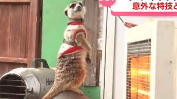 動物園の人気者！ミーアキャットの兄弟　意外な特技にびっくり？！一体なぜ？【長野】