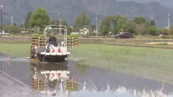 残雪の北アルプス映す水田　米どころ安曇野市で早くも田植え　平年より2～3日早く　苗の生育順調　収穫に期待【長野】