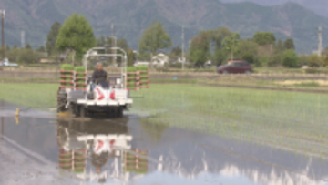 残雪の北アルプス映す水田　米どころ安曇野市で早くも田植え　平年より2～3日早く　苗の生育順調　収穫に期待【長野】