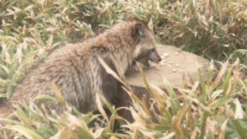 物価高の影響でエサ代高騰　阿智昼神観光局が動物園にペットフード寄贈　地元産のトウモロコシを使用【長野・飯田市】