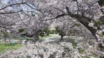【信州の桜物語】閉校した小学校　シンボルの桜がつないだ再会…半世紀ぶりによみがえった歌【長野】