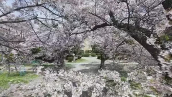 【信州の桜物語】閉校した小学校　シンボルの桜がつないだ再会…半世紀ぶりによみがえった歌【長野】