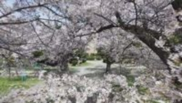 【信州の桜物語】閉校した小学校　シンボルの桜がつないだ再会…半世紀ぶりによみがえった歌【長野】