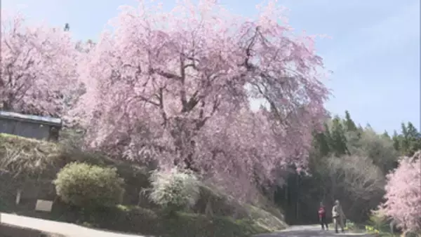 残雪の北アルプスをバックに揺れるピンク色の花びら　小川村の「番所の桜」見頃　例年より1週間ほど早く開花【長野】