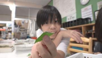 児童が蚕を育てる！かつて盛んだった養蚕業　命の大切さや伝統産業を学ぶ　小学校で蚕学習【長野】