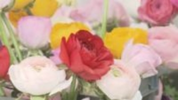 出荷量全国1位！ラナンキュラス　出荷作業　かわいらしくて長持ち　年末年始に飾って…【長野・松本市】