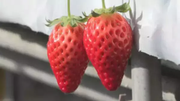 「おなかいっぱい食べて♪」喬木村のイチゴ狩り　真っ赤で大粒　甘いイチゴ食べ放題【長野・喬木村】