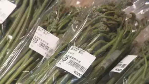 タラノメやコシアブラ、なんと「あの食材」まで！　早くも山菜が最盛期　一気に旬を迎える　道の駅は大にぎわい【長野】