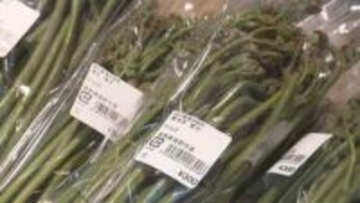 タラノメやコシアブラ、なんと「あの食材」まで！　早くも山菜が最盛期　一気に旬を迎える　道の駅は大にぎわい【長野】