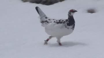 ライチョウ衣替え…中央アルプスで姿を見せる！保護対策で生息数は推定300羽まで増【長野】