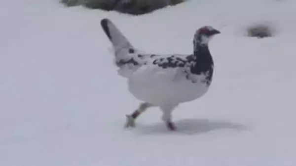 ライチョウ衣替え…中央アルプスで姿を見せる！保護対策で生息数は推定300羽まで増【長野】