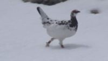 ライチョウ衣替え…中央アルプスで姿を見せる！保護対策で生息数は推定300羽まで増【長野】