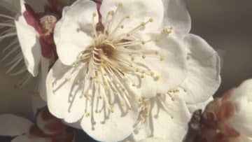 「お外で遊ぶのにいい天気♪」春の訪れ感じる日差し　紅白のウメが見頃に…【長野・上田市】