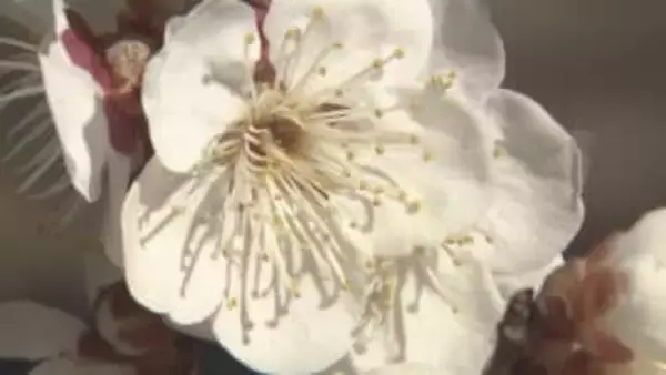 「お外で遊ぶのにいい天気♪」春の訪れ感じる日差し　紅白のウメが見頃に…【長野・上田市】