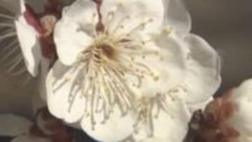 「お外で遊ぶのにいい天気♪」春の訪れ感じる日差し　紅白のウメが見頃に…【長野・上田市】