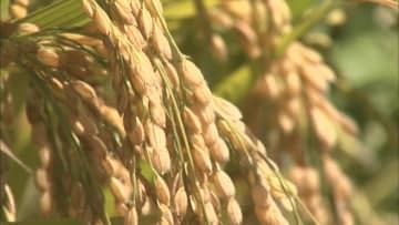 高値が続くコメ　来年のコメ生産量18万2300トン余り　前年より3000トン増える見通し【長長野