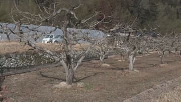 農作業中に･･･運搬機と木の間に挟まれ83歳女性死亡　運転操作を誤ったか　長野・松川町