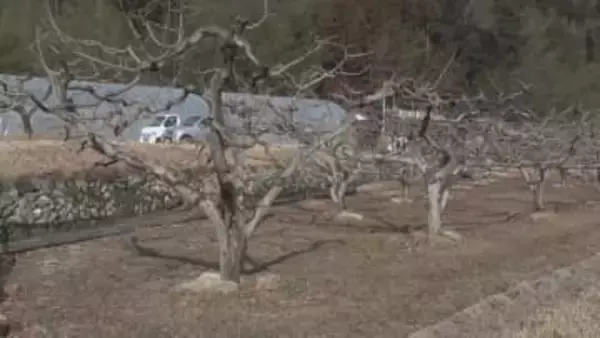 農作業中に･･･運搬機と木の間に挟まれ83歳女性死亡　運転操作を誤ったか　長野・松川町