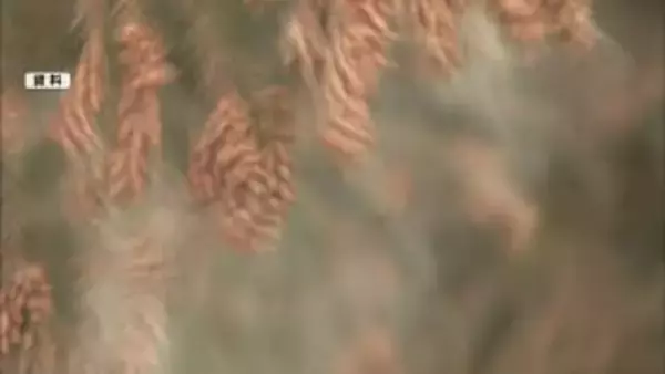 【企画】今年の花粉症傾向は？「鼻水が…」「目がかゆい」本格飛散の前に対策を…今年は多い？【長野】