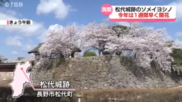 サクラと石垣　松代城跡ソメイヨシノ咲き誇る去年より1週間ほど早い開花　夜間はライトアップも【長野市松代町】