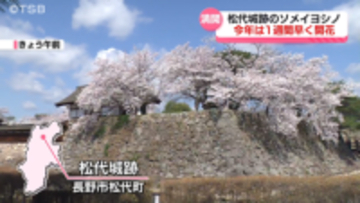 サクラと石垣　松代城跡ソメイヨシノ咲き誇る去年より1週間ほど早い開花　夜間はライトアップも【長野市松代町】