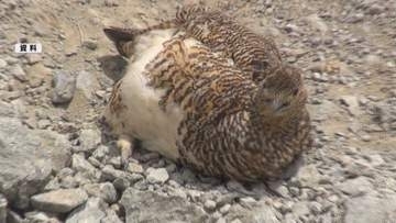 異変！乗鞍岳ライチョウ減る　今年確認できた「なわばり」は26で過去最低　原因は…センサーカメラ設置して調査【長野】