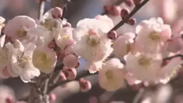 春の陽気　飯田市ではウメの花見頃　日中の予想最高気温は4月並みとなる見込み【長野】