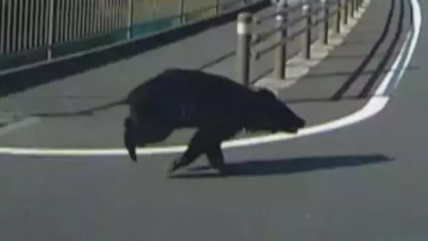 【ドライブレコーダー動画あり】クマが走行中の車に衝突　クマは山の方へ逃げる　塩尻市の国道19号　近くの小中学校では警戒パトロール【長野】