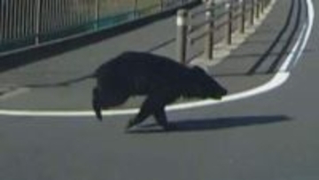 【ドライブレコーダー動画あり】クマが走行中の車に衝突　クマは山の方へ逃げる　塩尻市の国道19号　近くの小中学校では警戒パトロール【長野】