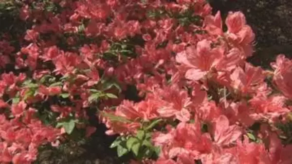 初夏の日差し受け鮮やかに咲く600株！上田市にある御屋敷公園のヤマツツジ見頃【長野】