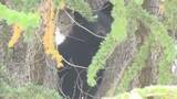 「【続報・画像あり】公園の木の上に居座ったクマを捕獲…長野県松本市の市街地では21日～22日にかけて目撃相次ぐ」の画像1