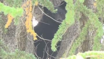 【画像あり】クマ1頭が公園の木の上に居座る…長野県松本市の市街地では21日～22日にかけて目撃相次ぐ