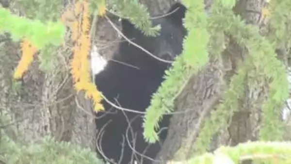【続報・画像あり】公園の木の上に居座ったクマを捕獲…長野県松本市の市街地では21日～22日にかけて目撃相次ぐ