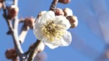 「春が少しずつ…」立春　寒い冬を乗り越え可憐な白い花　竜峡小梅咲く　飯田市南信濃で14.4度　飯田で12.8度　3月並みのところも【長野】