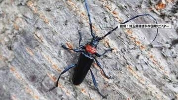 特定外来生物クビアカツヤカミキリ被害拡大防止へ　佐久地域で情報交換「被害を最小限に食い止めるため早期の発見・防御が重要」【長野】
