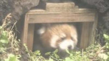 かわいらしい姿にメロメロ！レッサーパンダ赤ちゃん一般公開　8月に誕生！すくすく成長　元気に走り回る　15日から名前を一般公募【長野市・茶臼山動物園】