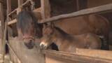「【特集】めちゃめちゃかわいい！木曽馬の2頭の赤ちゃん すくすく成長 絶滅が心配される中、命をつなぐ【長野】」の画像1