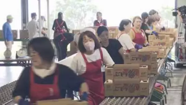 「今年は甘みがあり粒が大きい」須坂市で露地物ブドウの初出荷　例年より約1週間早く生育進む【長野】