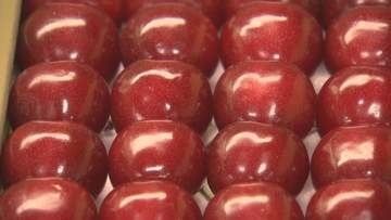 佐藤錦は1箱40粒で約6000円　ルビーの輝き…サクランボの生産量県内一の中野市　ハウス栽培のサクランボ初出荷【長野】