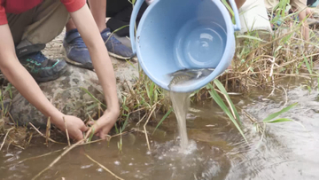 「魚たちに過ごしやすい場所になってほしい」地域の川の環境を守ろう　地元の小学生がアマゴの稚魚1万匹を放流【長野】