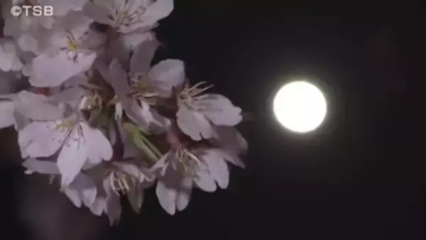 サクラと月と木造校舎…幻想的に夜空彩る樹齢80年　満開のシダレザクラをライトアップ【長野】