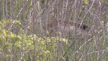 長野市裾花川の河川敷に体長約１メートルのイノシシ出没　音を立てて追い払うと川沿いを北上し山のほうへ【長野】