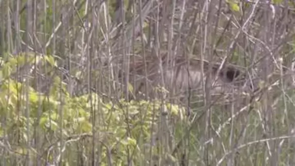 長野市裾花川の河川敷に体長約１メートルのイノシシ出没　音を立てて追い払うと川沿いを北上し山のほうへ【長野】