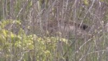 長野市裾花川の河川敷に体長約１メートルのイノシシ出没　音を立てて追い払うと川沿いを北上し山のほうへ【長野】